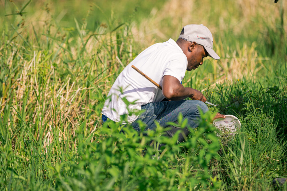 Miguel Gerson, entomologist collecting Anopheles larvae