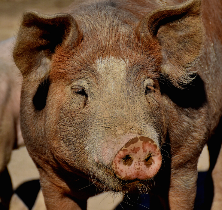 Todas os caminhos levam a Mopeia: Incluir os animais num ensaio relacionado com a malária